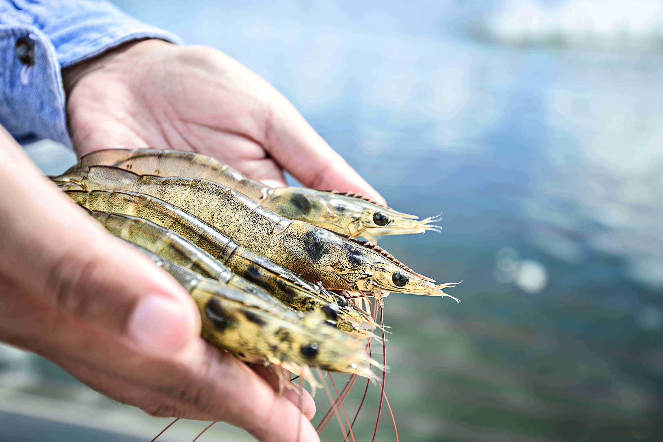 Aquaculture in moving indoors.