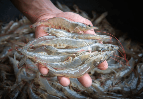 Certified-Sustainable Seafood is our passion